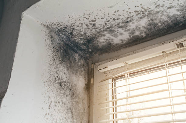 Trusted Basement Mold Remediation service in Great Falls, VA - Cheap Mold Removal